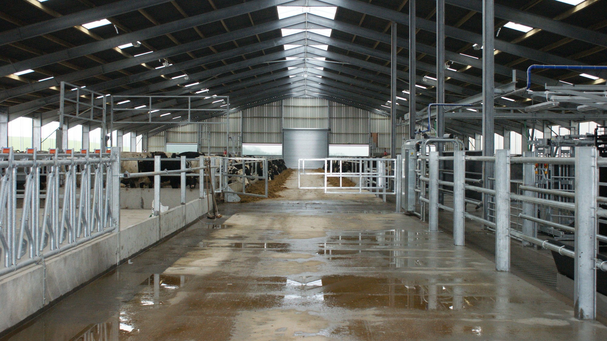 This is a layout we installed, including milking, feeding, and sleeping areas for a flock of cows