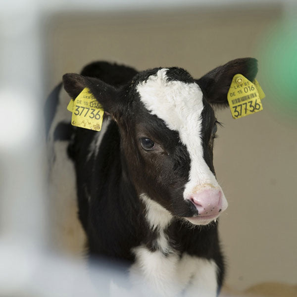 Portrait shot of a young calf