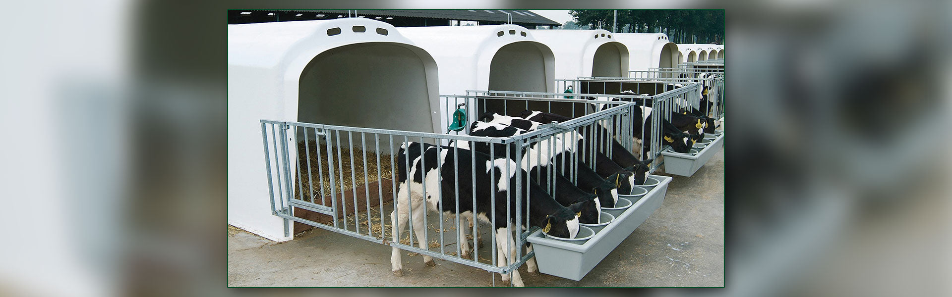 Desktop header showing a group of CalfOTel Group calf hutches