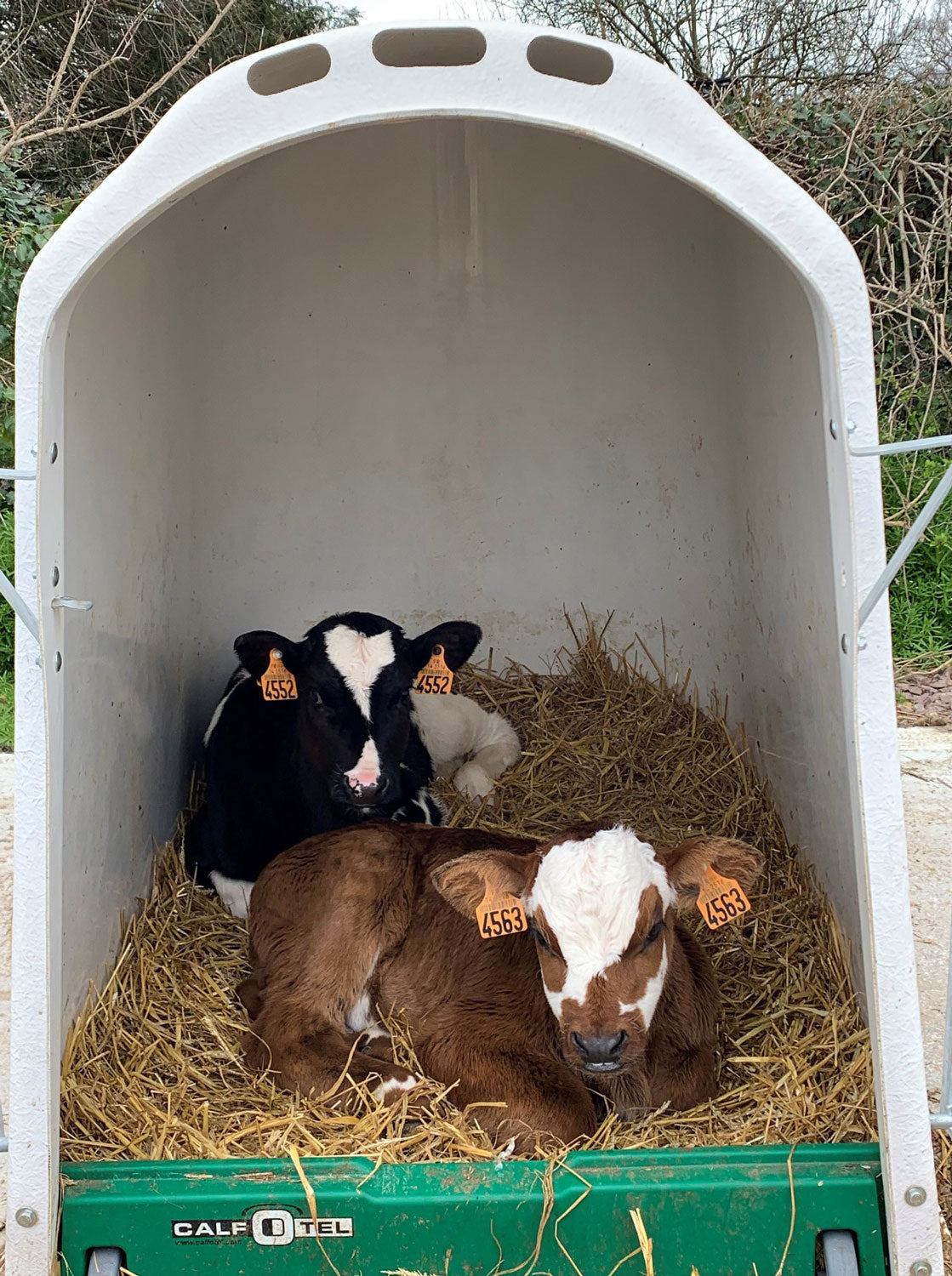 Gallery image of the CalfOTel Outdoor Individual calf hutches; this one has two calves in it though?