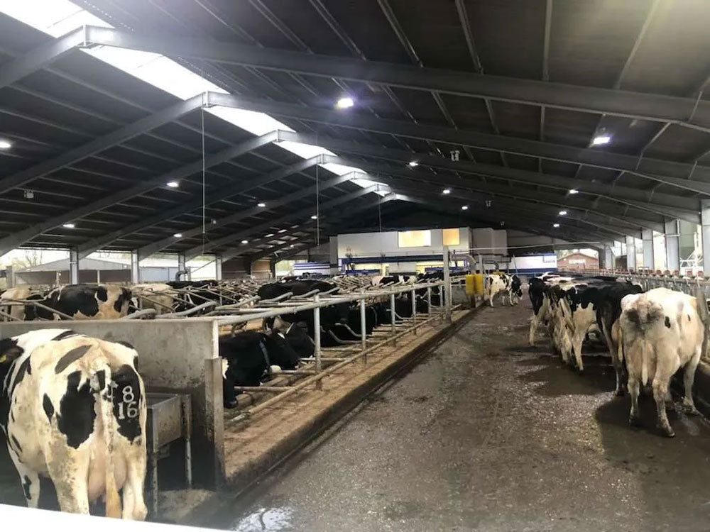 The Galabreaker Lightridge system installed over a cattle cubicle lairage.