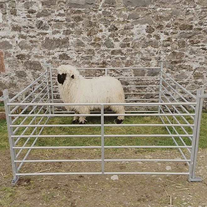 A sheep enclosed by four interlocked lambing hurdles; the sheep almost looks like a cuddly toy