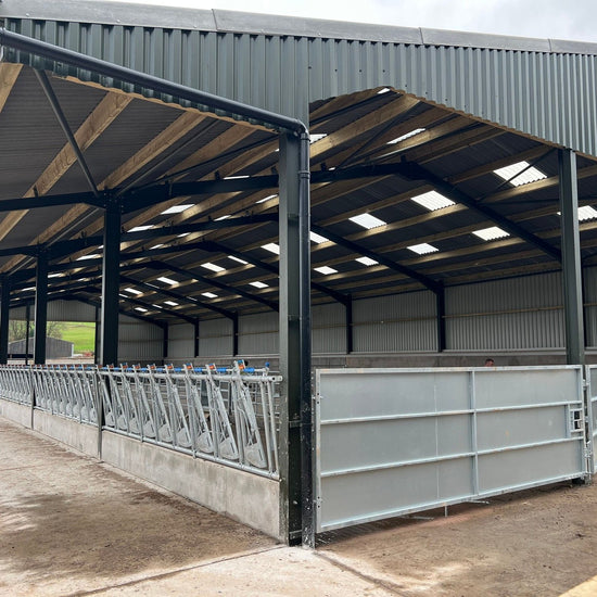 Self locking yokes and a sheeted gate on the edge of a barn