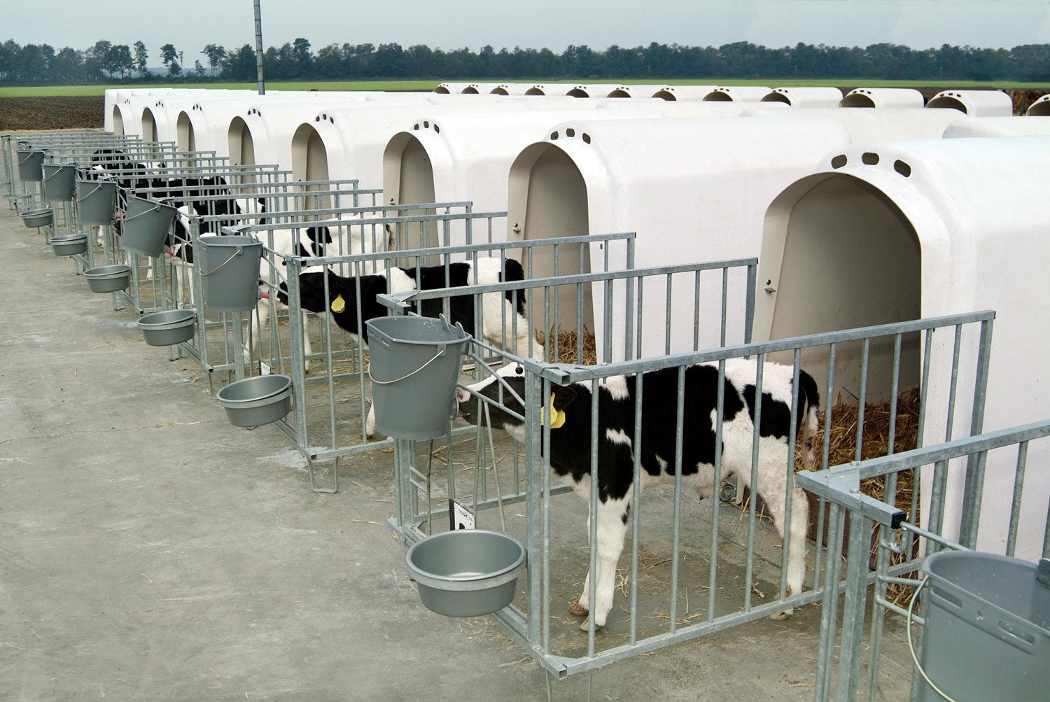 Gallery image of CalfOTel calf hutches; this is an Individual hutches, though there is a group of them