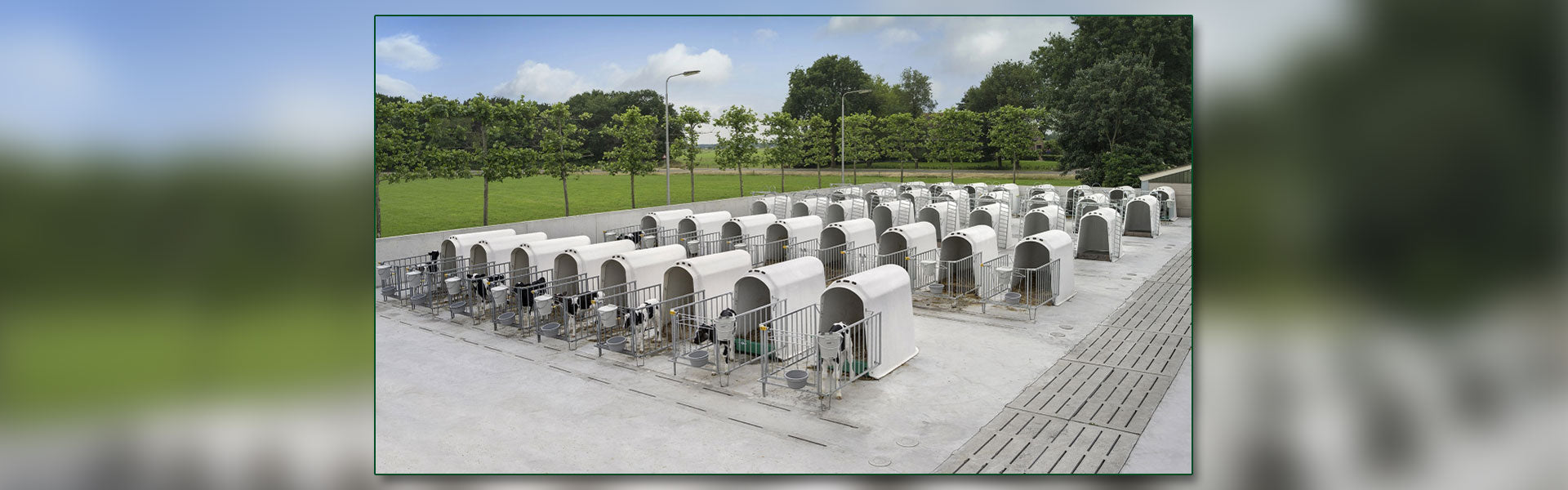 Desktop header showing a group of CalfOTel Outdoor Individual Calf Hutches