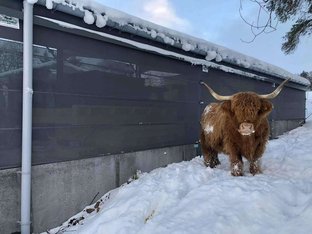 A Galebreaker Bayscreen installation, this one featuring a super cute Highland cow!