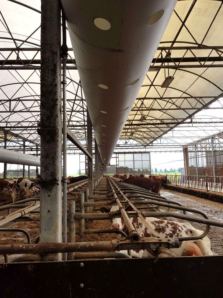 Dramatic shot looking down the length of a Galebreaker Venttube installed above some cattle cubicles