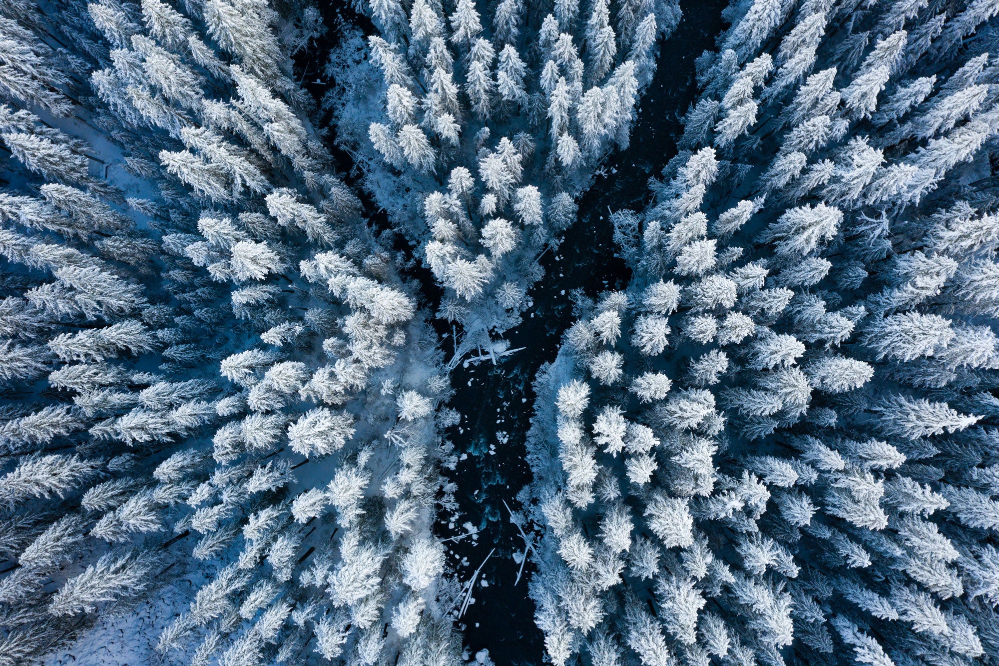 A drone shot looking directly downwards on a snowy pine forest