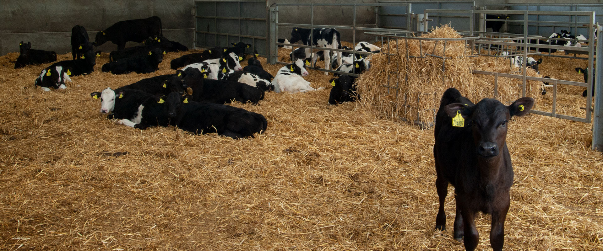Photo of some cows and calves in a barn environment; there's a calf looking directly at the camera